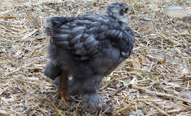 17072015 blackberry poulette croisee cochin orpington de 5 semaines