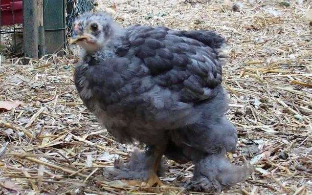 17072015 blackberry poussin croise cochin orpington de 3 semaines