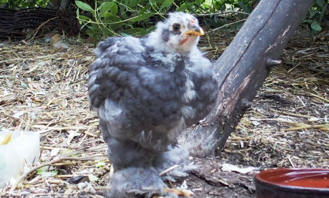 17072015 blueberry poussin cochin bleu de 5 semaines
