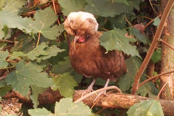 17072015 chocolat perchee 1