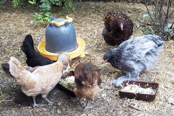 17072015 fannie et patachou lorgnent le plat des autres 2