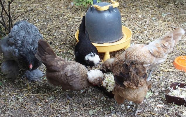 17072015 poules huppees au petit dej 1