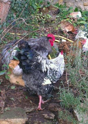 18012014 atos tient la chandelle 2