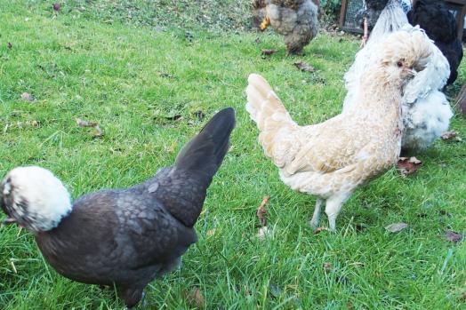 18012014 estia et koala 1