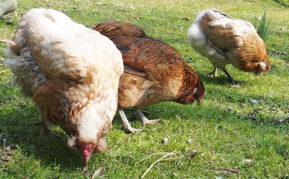 18032015 araucanas broutent 2