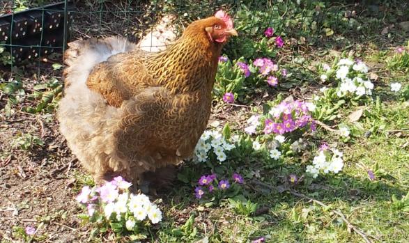 18032015 cochin et primeveres