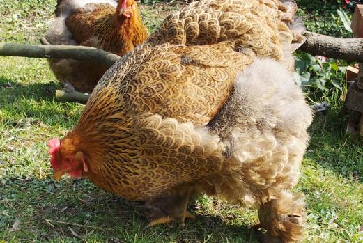 18032015 cochins broutent