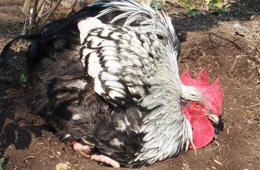 18032015 dernier pouillage 2