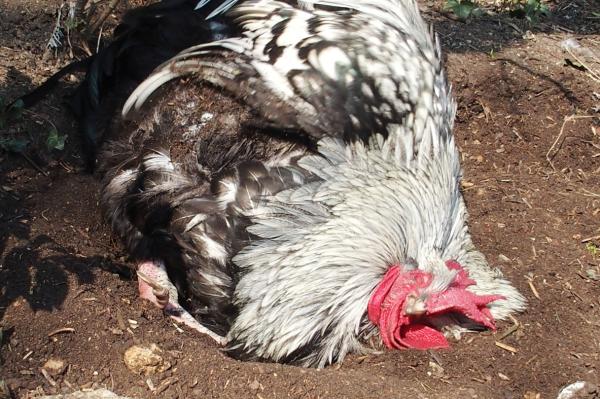 18032015 dernier pouillage 1