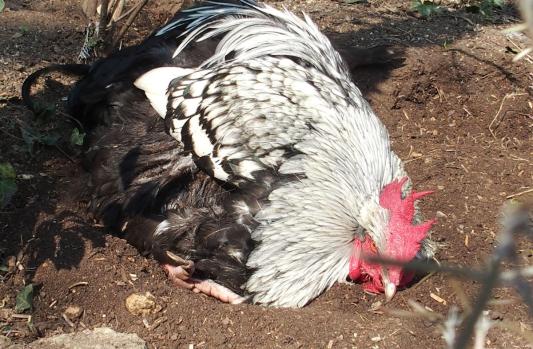 18032015 dernier pouillage 3