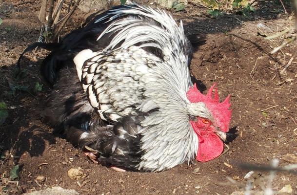 18032015 dernier pouillage 5