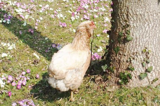 18032015 judith et primeveres