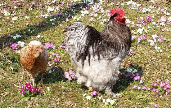 18032015 patty et judith primeveres