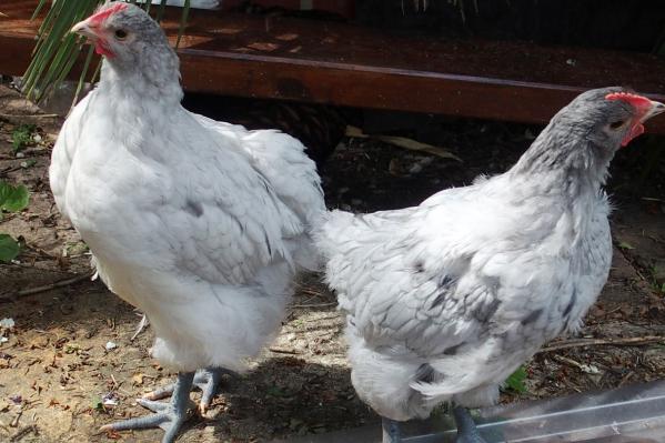 18052015 coquelets orpington splash de 8 semaines 3