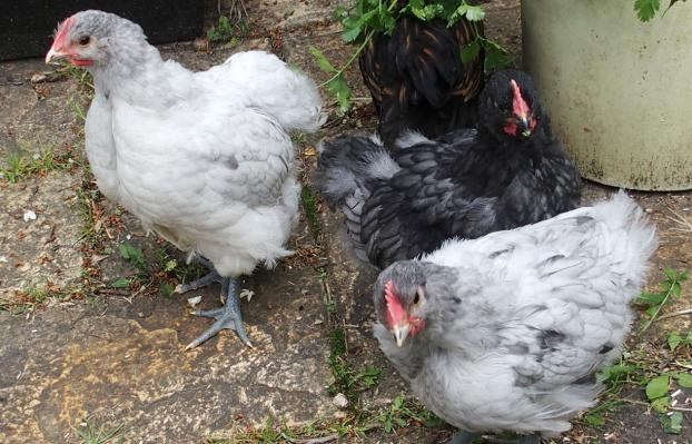 18052015 coquelets orpington splash et bleu de 8 semaines 1