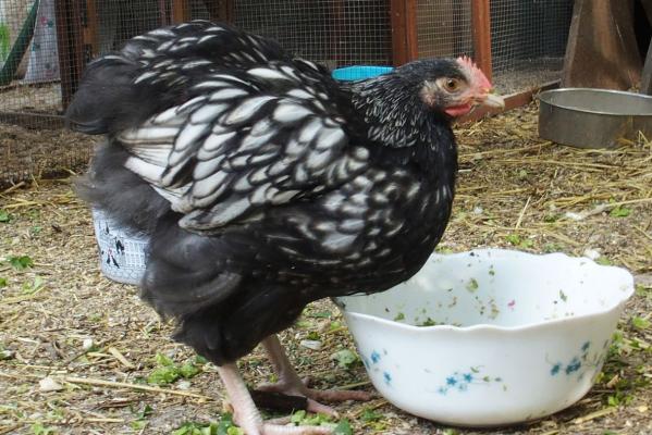 18062016 kentoc h de profil