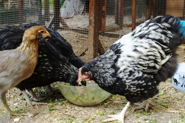 18062016 kentuch coquelet orpi argente