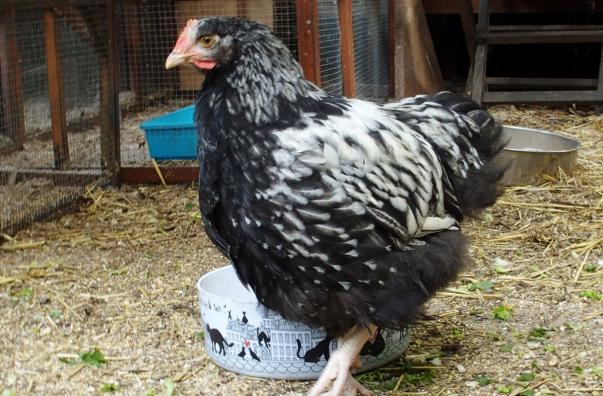 18062016 kentuch coquelet orpington argente