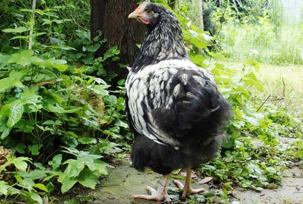 18062016 kentuch trois quarts profil