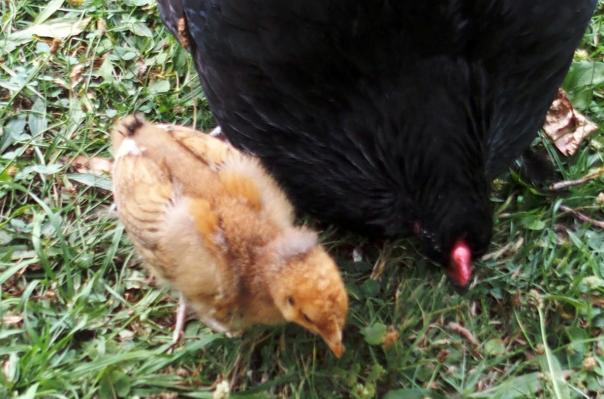 18072015 tipex poussin orpington de 3 semaines avec sa mere