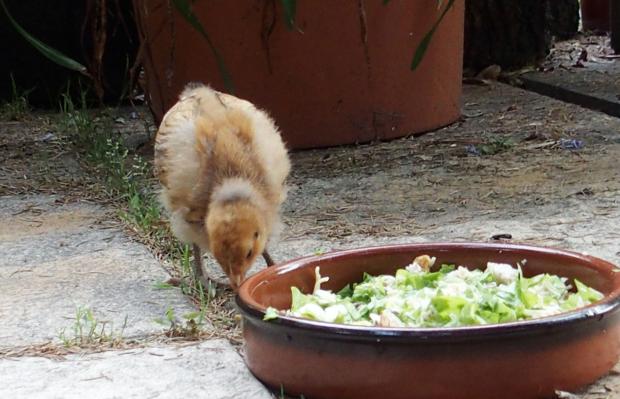 18072015 tipex poussin orpington dore tres peu vorace