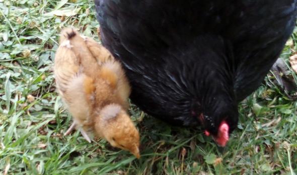 18072015 tipex poussin orpington fauve dore cherche des insectes