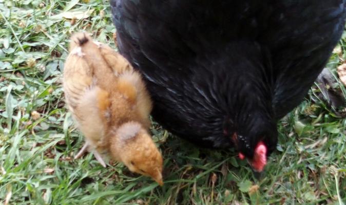 18072015 tipex poussin orpington fauve dore cherche des insectes