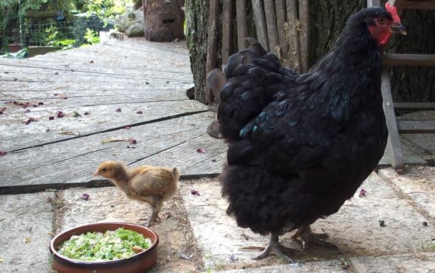 18072015 tipex poussin orpington fauve dore de 3 semaines