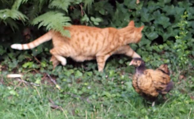 18082015 orpington dore de 5 semaines devant chatte