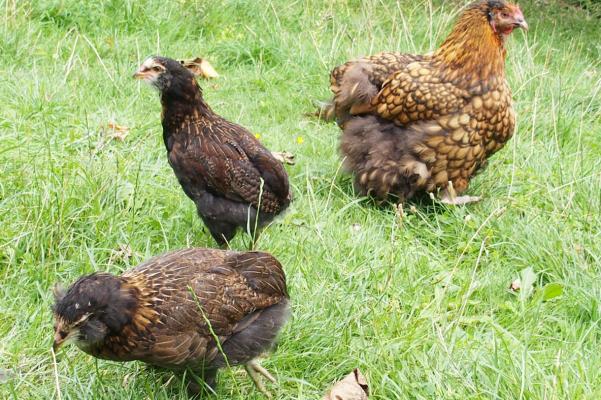 18082015 poulette et poulet araucana 1