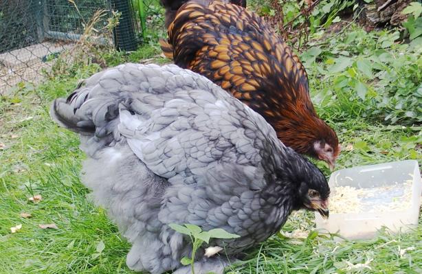 18082015 poulettes ofaln et cochin bleu mangeant