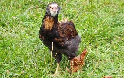 18082015 tac coquelet araucana 5