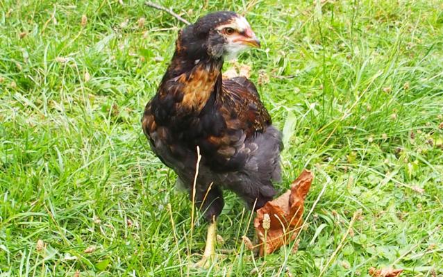 18082015 tac coquelet araucana 6