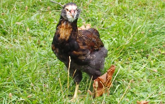 18082015 tac coquelet araucana 7