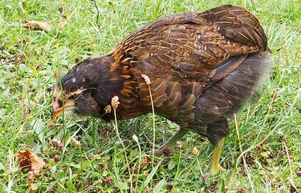 18082015 tic poulette araucana 1