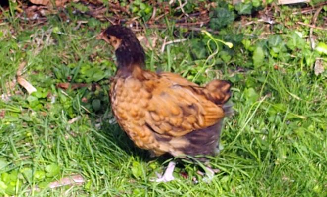 18082015 tipex orpington de 5 semaines