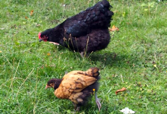 18082015 tipex orpington dore avec sa mere poule