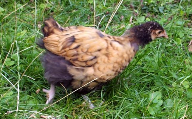 18082015 tipex orpington dore chassant des insectes