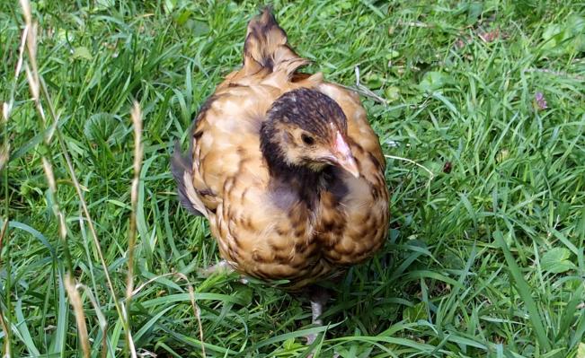 18082015 tipex orpington dore de face