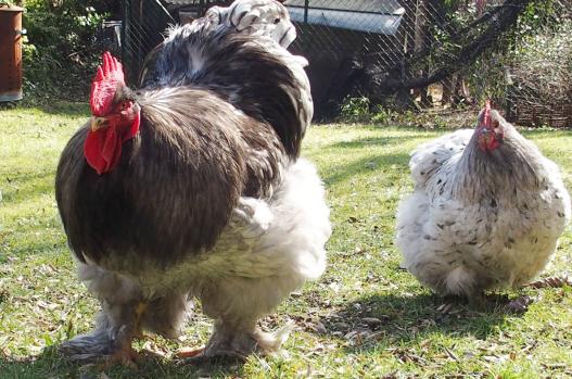 19032015 coq cochin bleu de 1 an 1