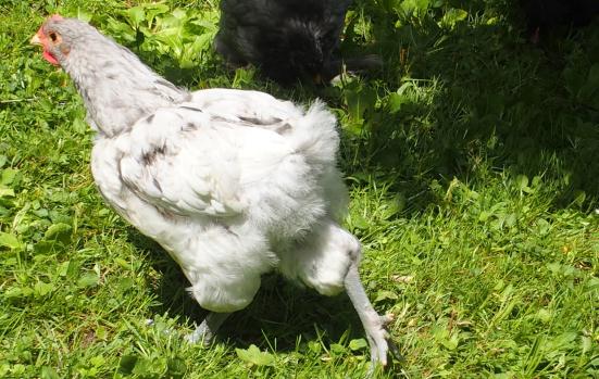 19052015 coquelet orpington splash a vendre