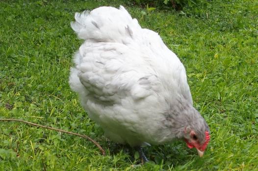 19052015 coquelet orpington splash de 6 semaines a vendre