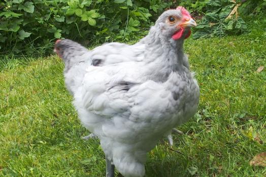 19052015 coquelet orpington splash de 8 semaines a vendre