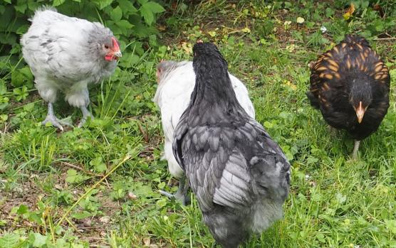 19052015 coquelets orpington se defiant 1