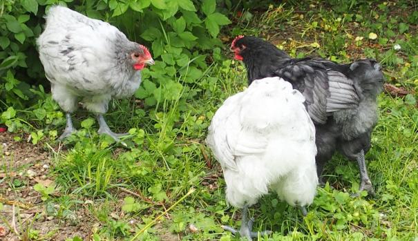 19052015 coquelets orpington se defiant