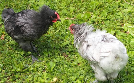 19052015 joute de coquelets orpington bleu et splash