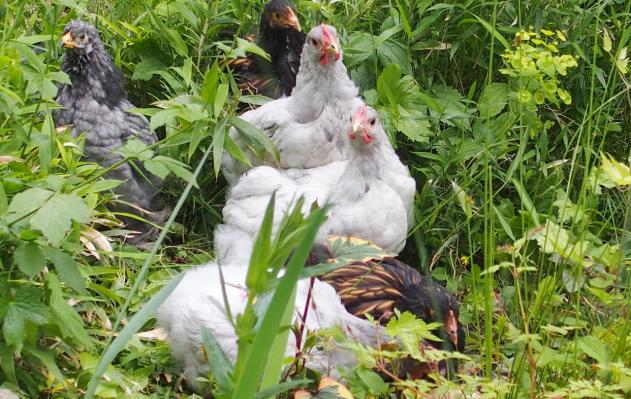 19052015 poulets orpington dans les bambous