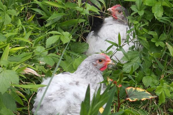 19052015 poulets orpington splash au repos sur le bord du bassin 1