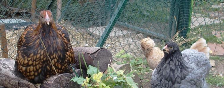 19082015 fannie et patachou poulettes de 5 mois b