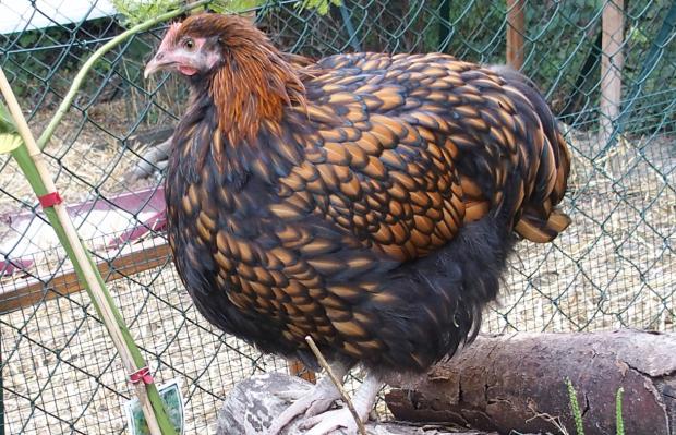 19082015 fannie poulette orpington faln de 5 mois 1